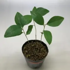 M様 リクエスト 2点 まとめ商品