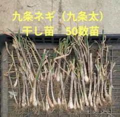 2026年最新】長ネギ苗の人気アイテム - メルカリ