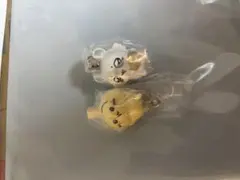 つまんでつなげてマスコット　モモンガ　うさぎ　ちいかわ