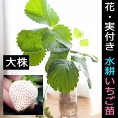 大株白イチゴ苗 希少水耕 花/実付き 室内水耕栽培 根張り良好 土耕栽培可能1b