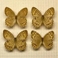 2026年最新】蝶の人気アイテム - メルカリ