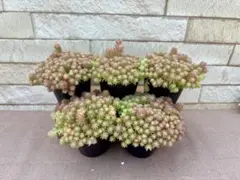 SS‥R様 リクエスト 2点 まとめ商品