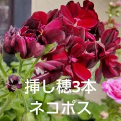 アイビーゼラニウムトミー 挿し穂1本 - メルカリ
