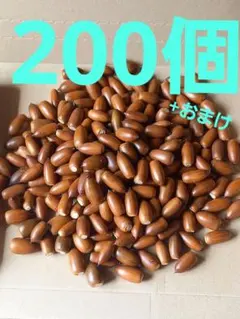 どんぐり　マテバシイ　200個+おまけ