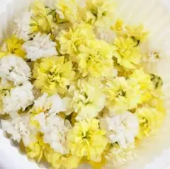 かすみ草ドライフラワー黄色