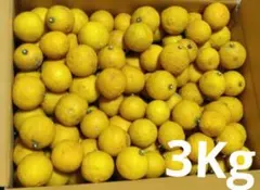 無農薬　柚子　3Kg ゆず　ユズ　農薬不使用　　柑橘類　果実　柑橘系　まとめ売り