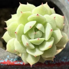 NEW❗️ 【レア種】大人気エケベリア　静夜 韓国苗　美苗　厳選多肉植物❣️