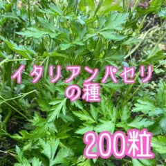 イタリアンパセリの種 約200粒