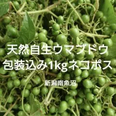 2025年最新】ウマブドウの人気アイテム - メルカリ