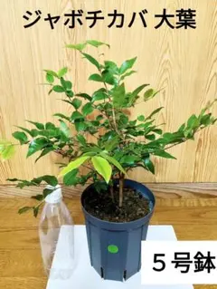 2026年最新】ジャボチカバの人気アイテム - メルカリ