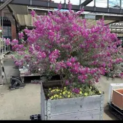 2025年最新】レウコフィルム苗の人気アイテム - メルカリ