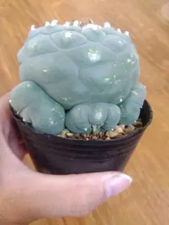 2025年最新】ロホホラの人気アイテム - メルカリ