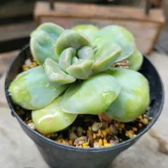 N*い様 ストロベリーミルクロココ 抜き苗 多肉植物 - メルカリ