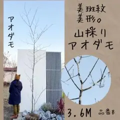 2026年最新】アオダモ 山採りの人気アイテム - メルカリ