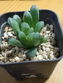 かず様 リクエスト 5点 まとめ商品