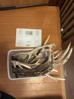 ニホンシカの頭骨40cmの角 - メルカリ