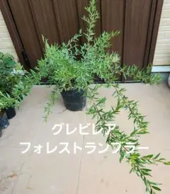 花芽付き】グレビレア・バンクシー・アルバ｜気品あふれる純白の