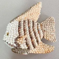 貝　貝殻　インテリア　飾り物　オブジェ　魚　熱帯　置物