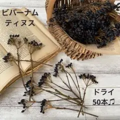 ビバーナムティヌス　ドライ たっぷり50本♫