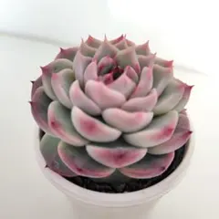 みかん☆様 リクエスト 3点 まとめ商品