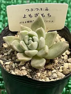 2026年最新】つぶつぶ屋の人気アイテム - メルカリ