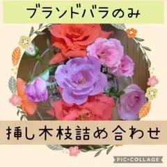 【ブランドバラのみ】挿し穂(剪定枝)10種10本★都内からメルカリ便のサムネイル