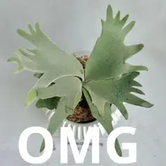 メルカリ便】P. wilinckii cv. Antler Crown【8】 - メルカリ