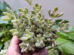 多肉植物【秋麗】 ポットごと or 抜き苗 6㎝ポット《2個セットも販売中
