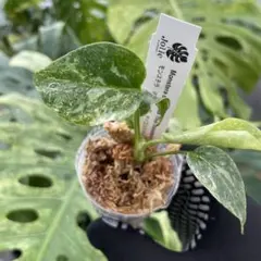 2026年最新】モンステラ デリシオーサ 斑入りの人気アイテム - メルカリ