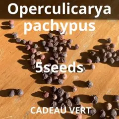 Operculicarya pachypus★ オペルクリカリアパキプス種子5粒のサムネイル