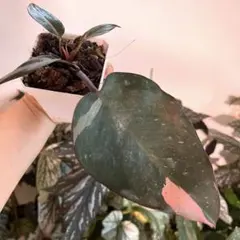 フィロデンドロン ピンクプリンセス 斑入り　観葉植物　育てやすい 初心者向けのサムネイル