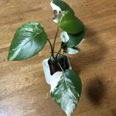 にこぶん 様 アグラオネマ ピンク コーチン 9,800 観葉植物 - メルカリ