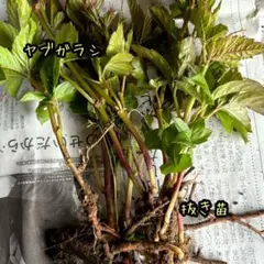 ドイズ様 リクエスト 3点 まとめ商品