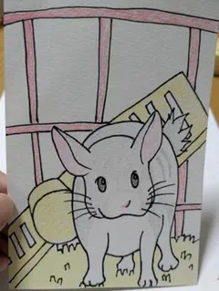 「チンチラ」ハガキサイズ