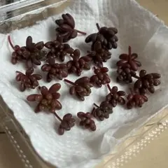 虹の玉 カット苗・葉挿し 育成セット もりもり増える 多肉植物 セダム 春紅葉中