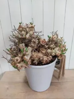 2025年最新】万物想の人気アイテム - メルカリ