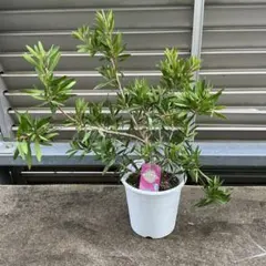 ゆ*き様 フェイジョア ホワイトグース 挿し木苗 k*y様 フェイジョア ホワイトグース 挿し木苗 - メルカリ