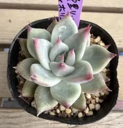 中里リンゼアナxホリコロ