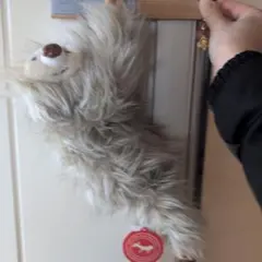 Item thumbnail for item 1d00053f-dcd4-48b4-8ae4-7cc18ffa526a