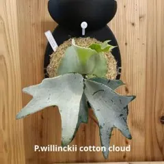 2026年最新】cotton cloud ビカクシダの人気アイテム - メルカリ