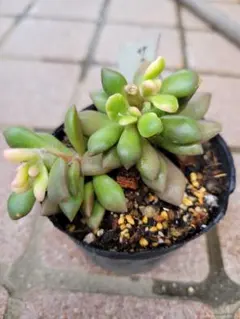 銘月 抜き苗 銘月セダム 多肉植物 抜き苗 1個 - メルカリ
