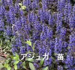 アジュガ 紫 抜き苗8株 ネコポス匿名発送 - メルカリ
