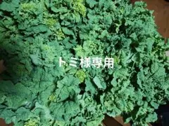 トミ様専用