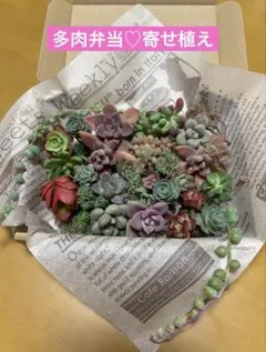 多肉植物♡寄せ植えセット♡多肉植物アソート♡カット苗抜き苗ミックス15種