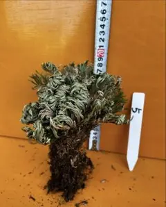 2025年最新】イワヒバの人気アイテム - メルカリ