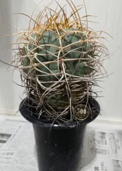 エキノカクタス INGENS SUPER STRONGSPINES - メルカリ