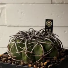 DG1 ディスコカクタス ギガンティア Discocactus giganteaのサムネイル