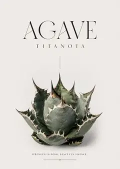 【3枚で1200円】☆アガベ チタノタ Agave Titanotaのサムネイル