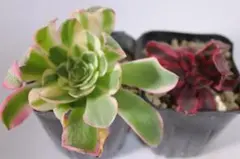 52#多肉植物アエオニウム錦❤️ 海仙❤️1大頭 11cm拨き苗 - メルカリ
