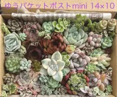 紅灯入り 多肉植物 寄せ植えセット